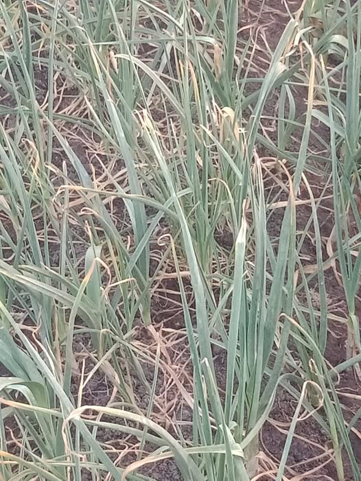 لو سمحتم الثوم دا عمال ينشف محتاج اي